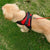 Adjustable Dog Harness